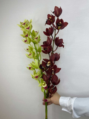 Цветы поштучно: Орхидея цимбидиум